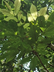 Davidsonia johnsonii