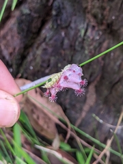 Doratifera vulnerans
