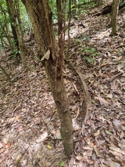 Davidsonia johnsonii