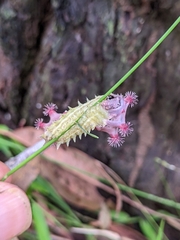 Doratifera vulnerans
