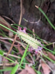 Doratifera vulnerans