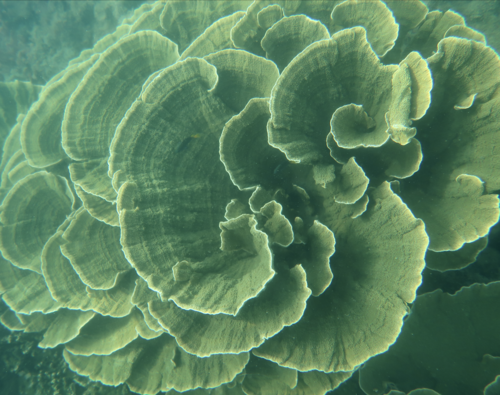 Montipora aequituberculata observed 2022-11-29