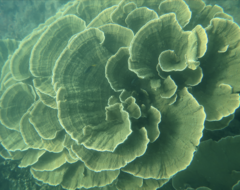 Montipora aequituberculata