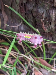 Doratifera vulnerans