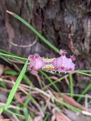 Doratifera vulnerans