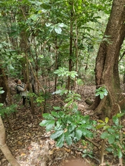 Davidsonia johnsonii