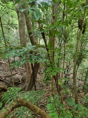 Davidsonia johnsonii