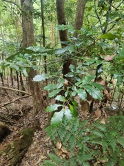 Davidsonia johnsonii