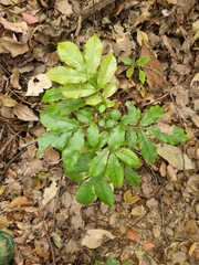 Davidsonia johnsonii