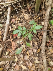 Davidsonia johnsonii