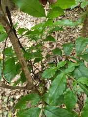 Davidsonia johnsonii