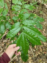 Davidsonia johnsonii