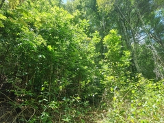 Davidsonia johnsonii