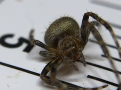 Eriophora ravilla
