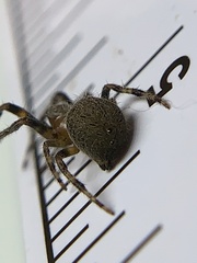 Eriophora ravilla