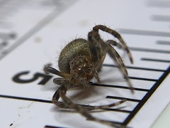 Eriophora ravilla