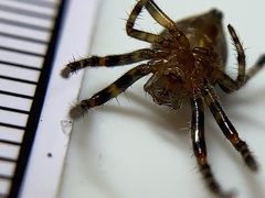 Eriophora ravilla