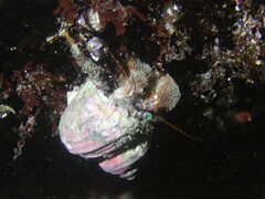 Pagurus japonicus