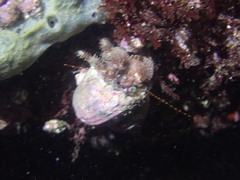Pagurus japonicus