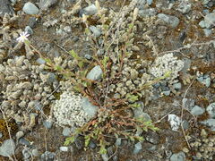 Vittadinia australis