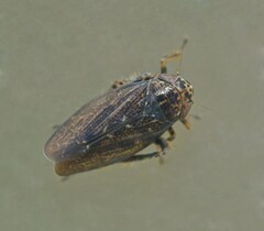 Euscelidius variegatus