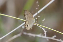 Hypocysta pseudirius