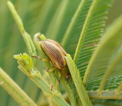 Calomela juncta