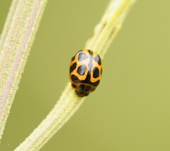 Peltoschema oceanicum