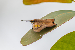 Netrocoryne repanda