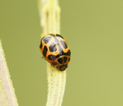 Peltoschema oceanicum