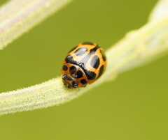 Peltoschema oceanicum