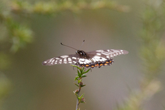 Papilio anactus