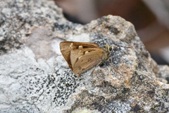 Trapezites eliena