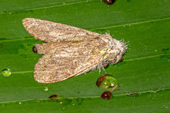 Somera viridifusca