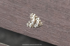 Aemene micromesozona