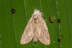 Somera viridifusca