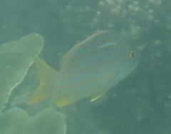 Lutjanus carponotatus