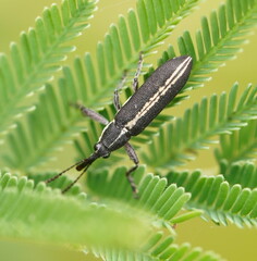 Rhinotia