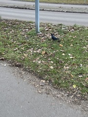 Corvus monedula
