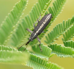 Rhinotia