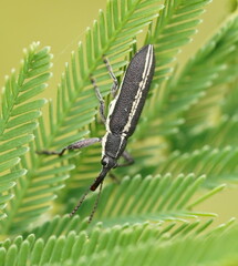 Rhinotia