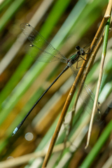 Chlorolestes tessellatus