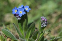 Myosotis alpestris