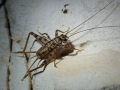 Gryllomorpha dalmatina
