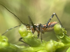 Gminatus