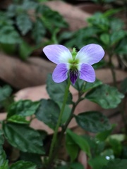 Viola nagasawae