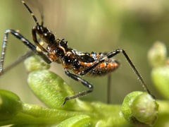 Gminatus