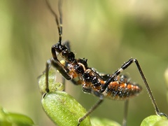 Gminatus