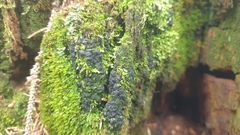 Glonium stellatum