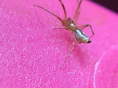 Neospintharus trigonum